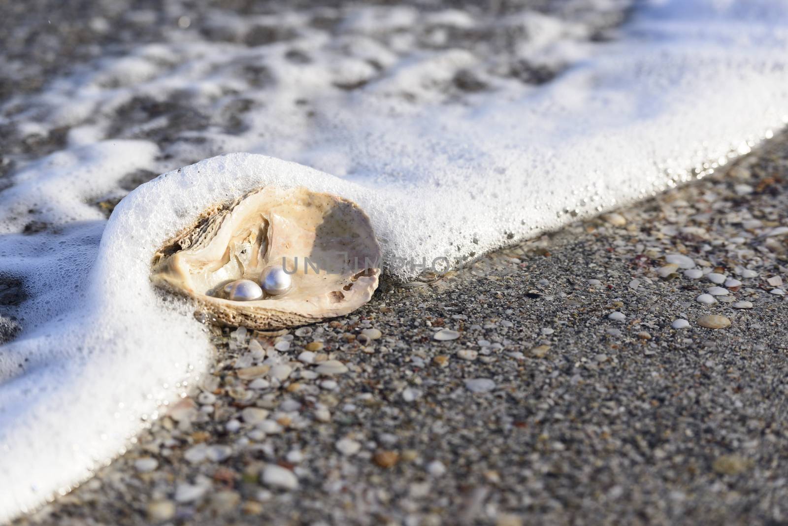 Australian pearls over an old shell on the beach washed by the waves of the sea.