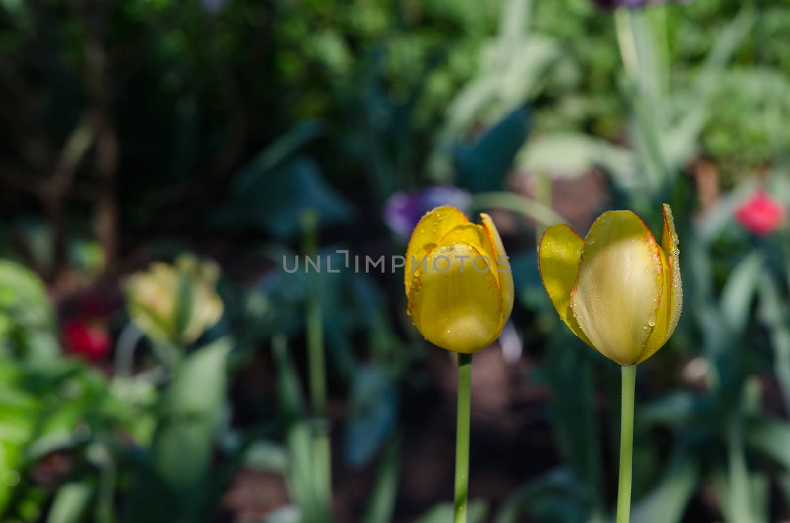 dew drops on pair yellow tulip flower buds bloom by sauletas