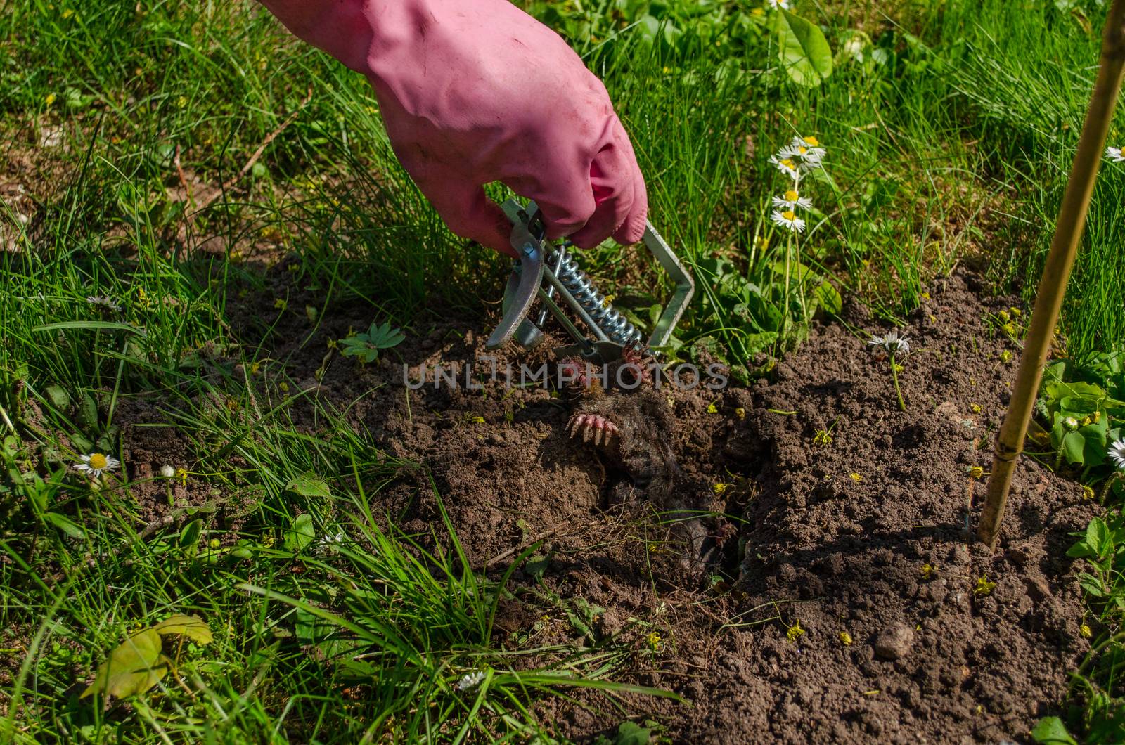 mole caught with special metallic traps and hand with glove