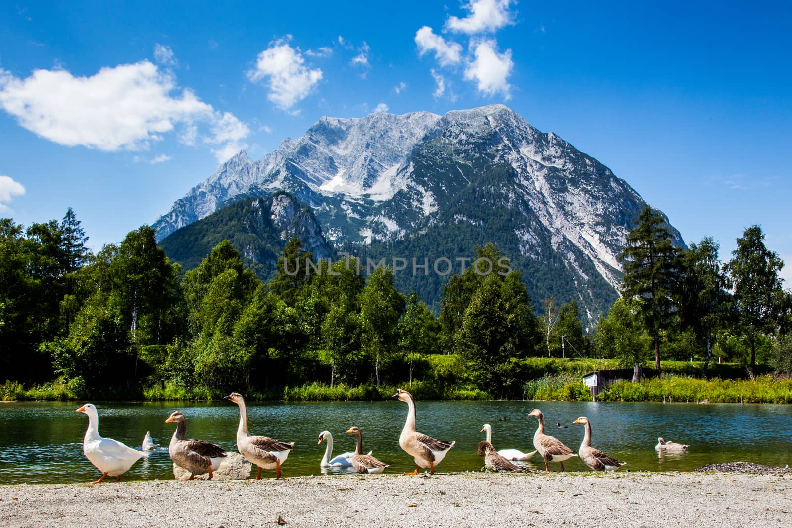 Group of birds in high Alps Austria