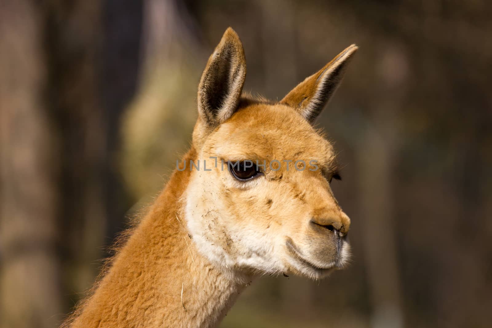 Young vicuna observing the area