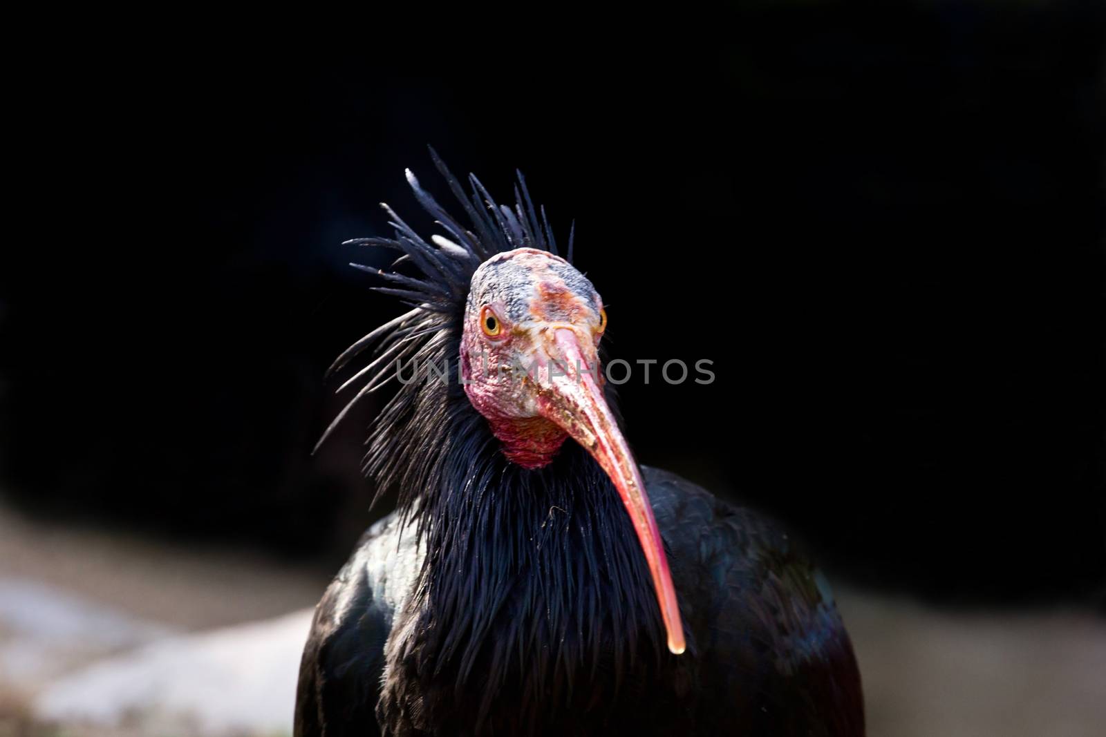 Northern bald ibis observing you