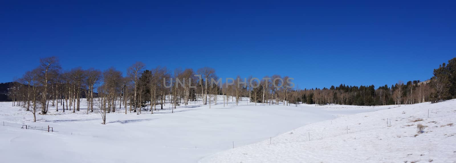 Scenic view of America forest in the winter