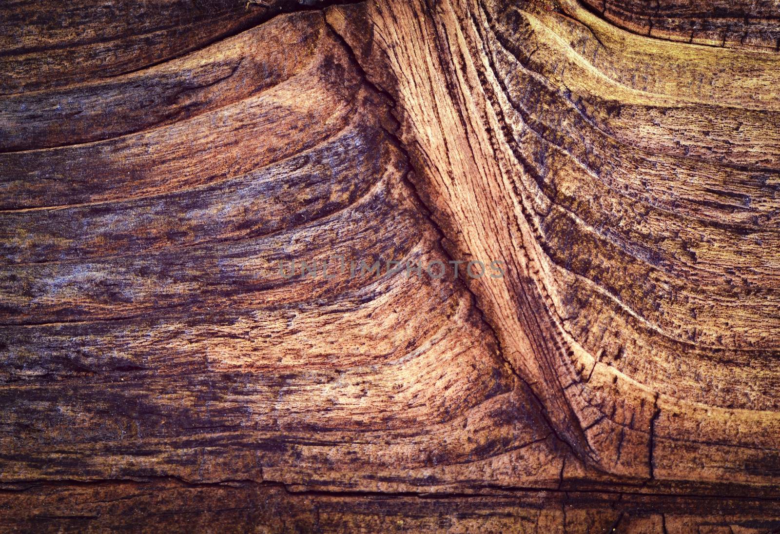 background or texture old branch brown wood