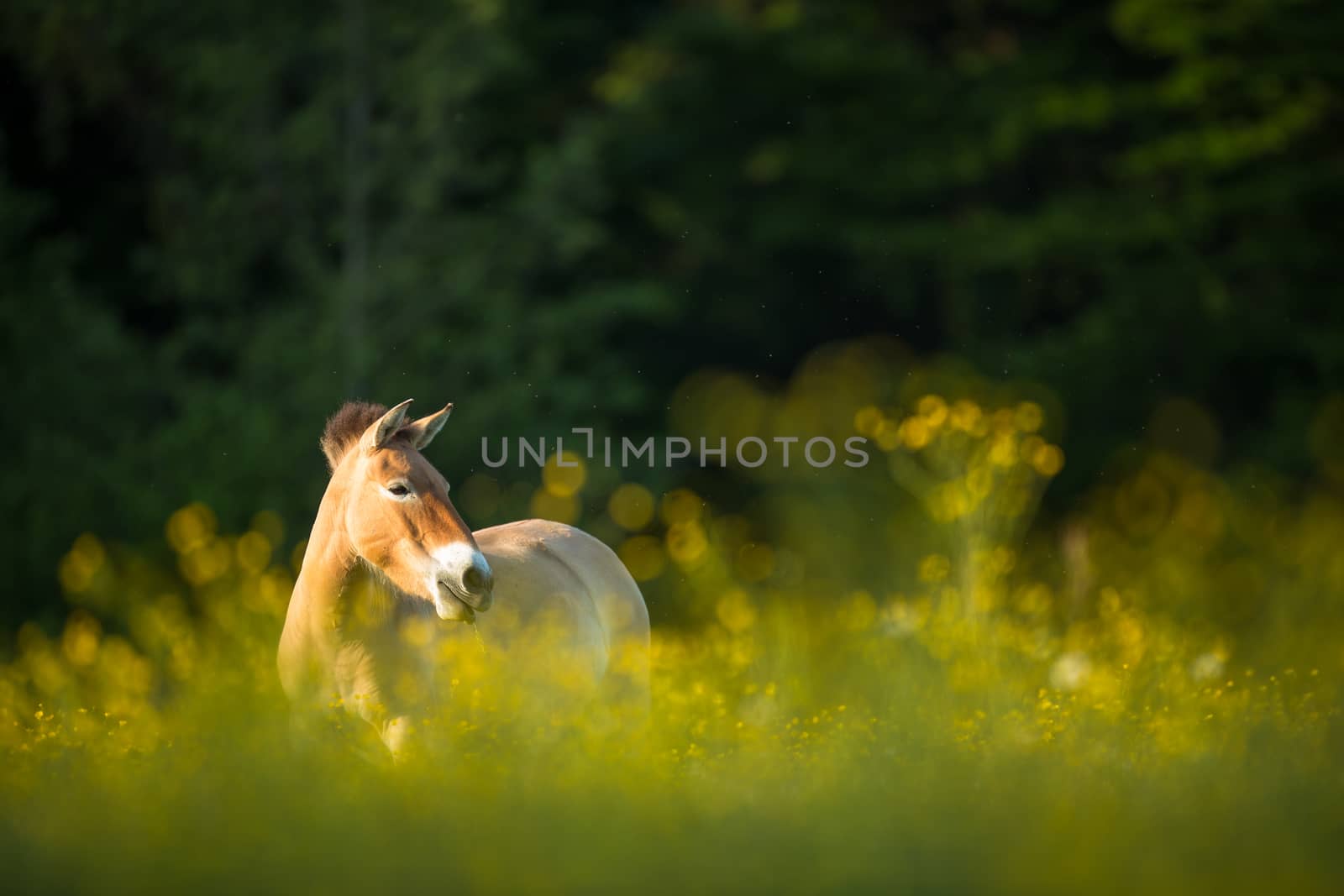 Przewalski horse grazing on a lovely meadow by viktor_cap