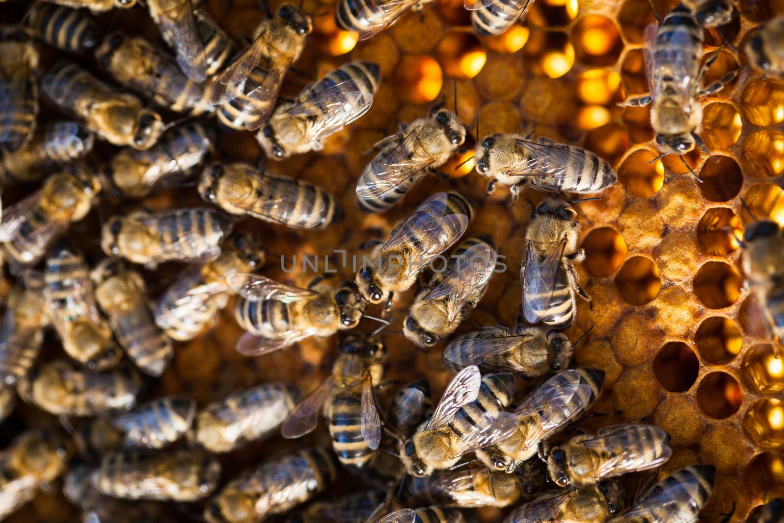 Macro shot of bees swarming on a honeycomb