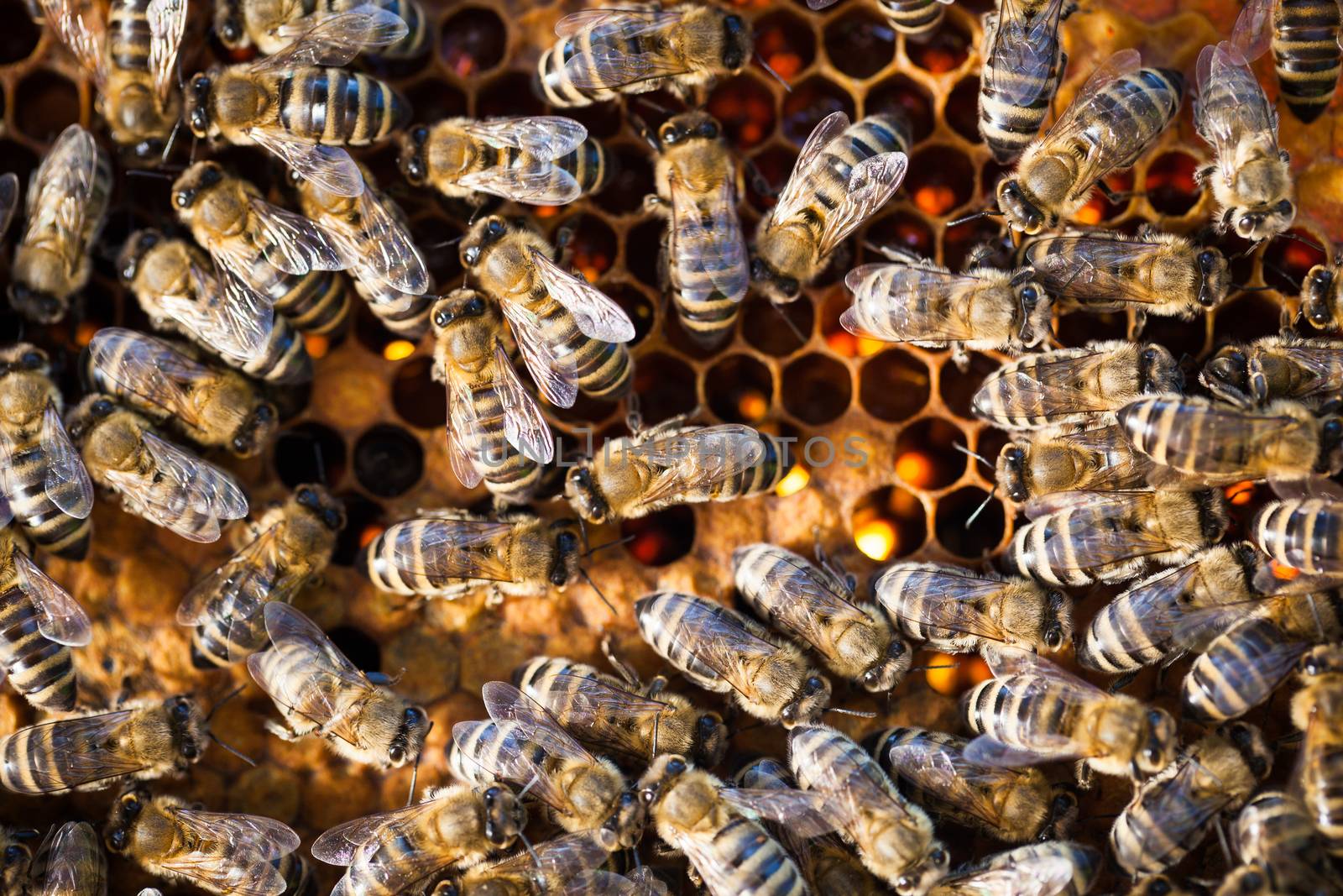 Macro shot of bees swarming on a honeycomb