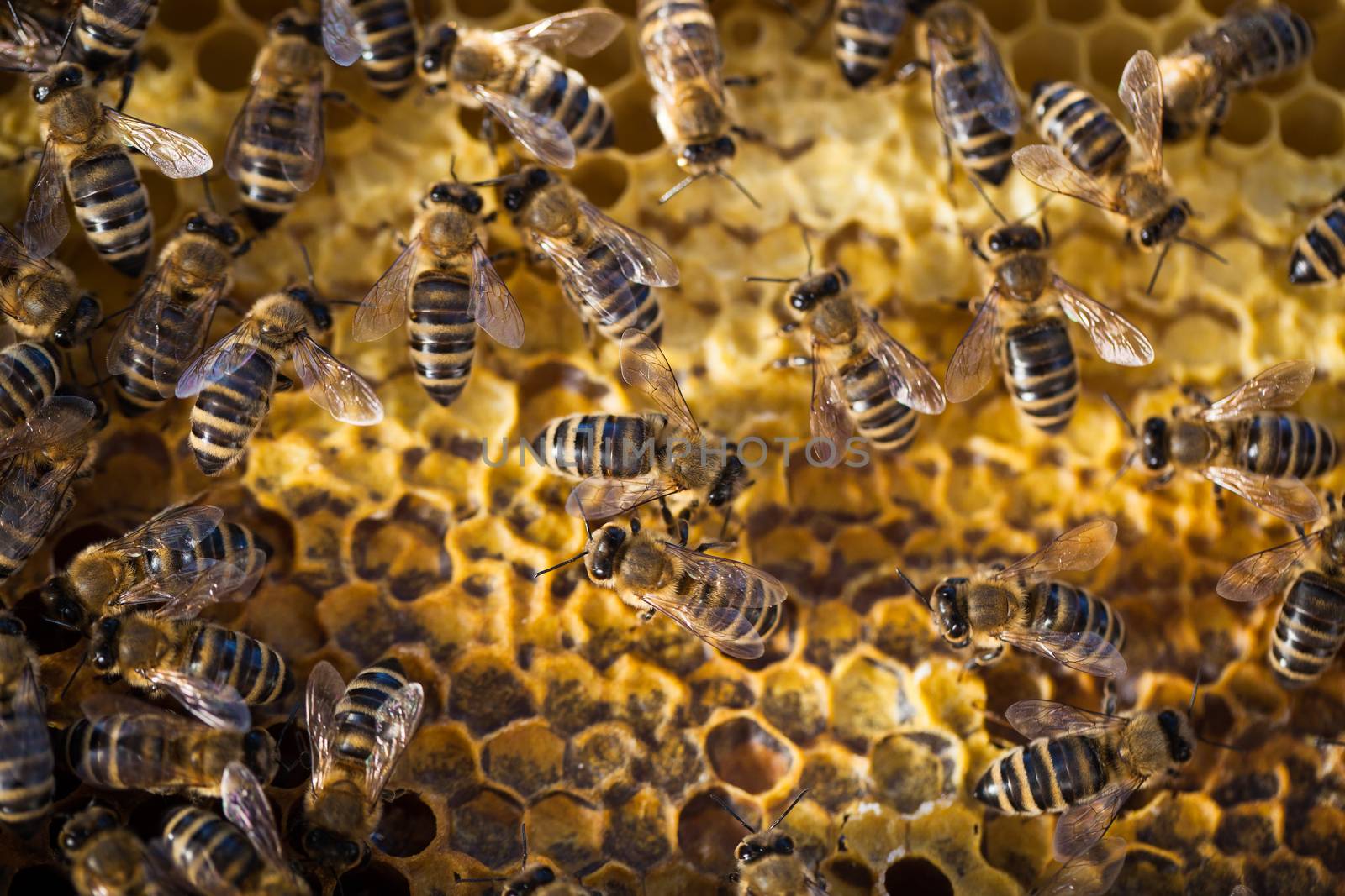 Macro shot of bees swarming on a honeycomb