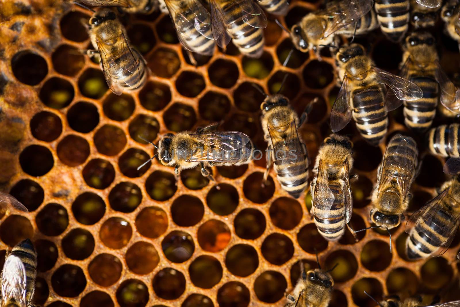 Macro shot of bees swarming on a honeycomb