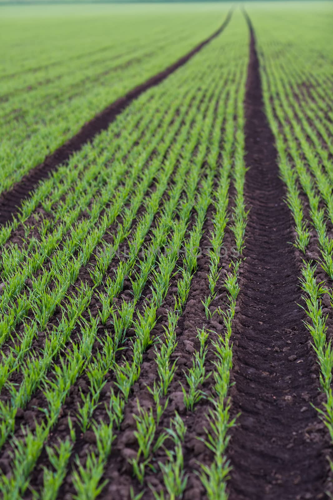 Converging lines of agricultural landscape