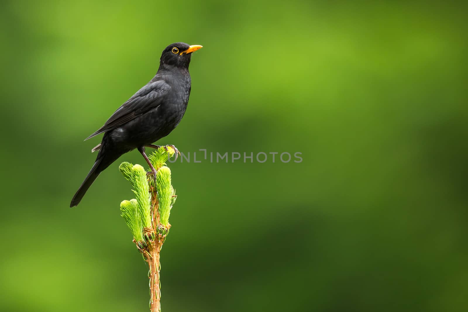 Blackbird - Male Common Blackbird (Turdus merula)