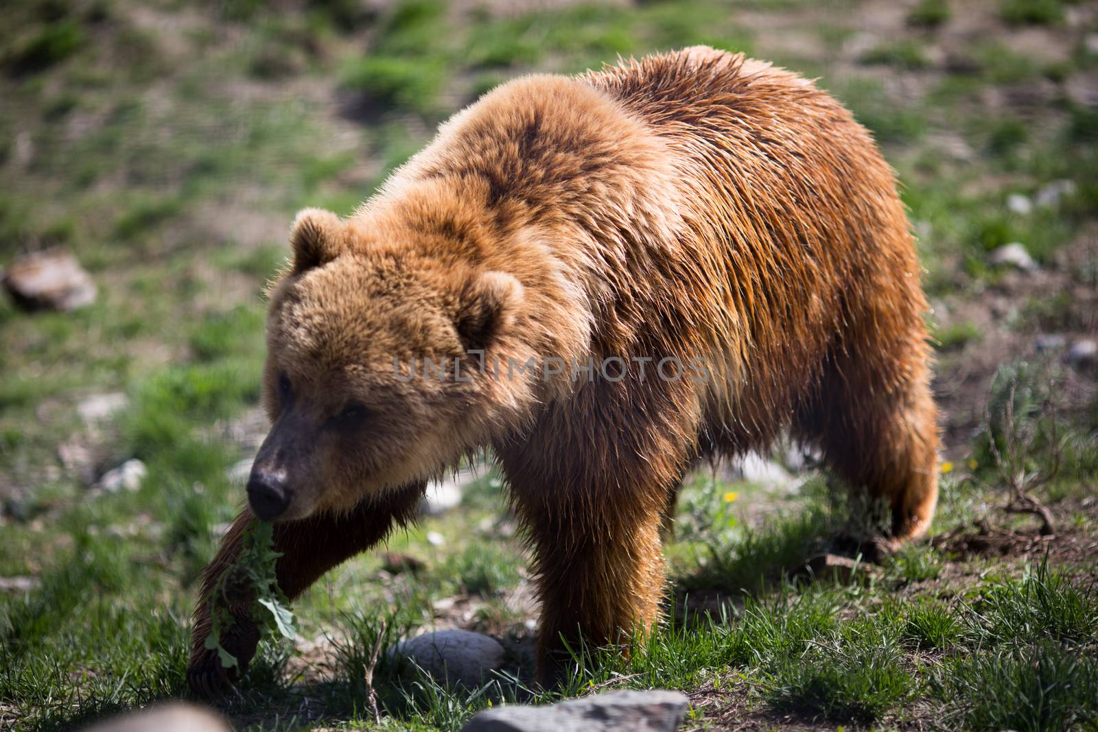 Grizzly bear by toliknik