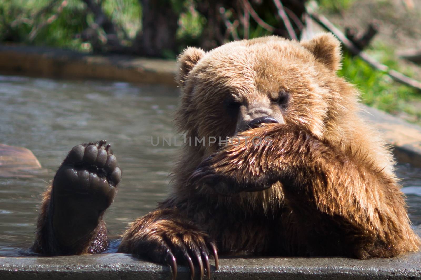 Grizzly bear by toliknik