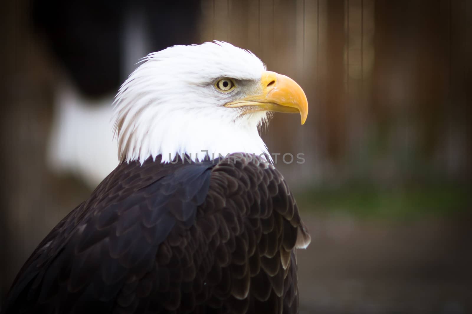 Bald eagle (Haliaeetus leucocephalus), the national emblem of the United States.