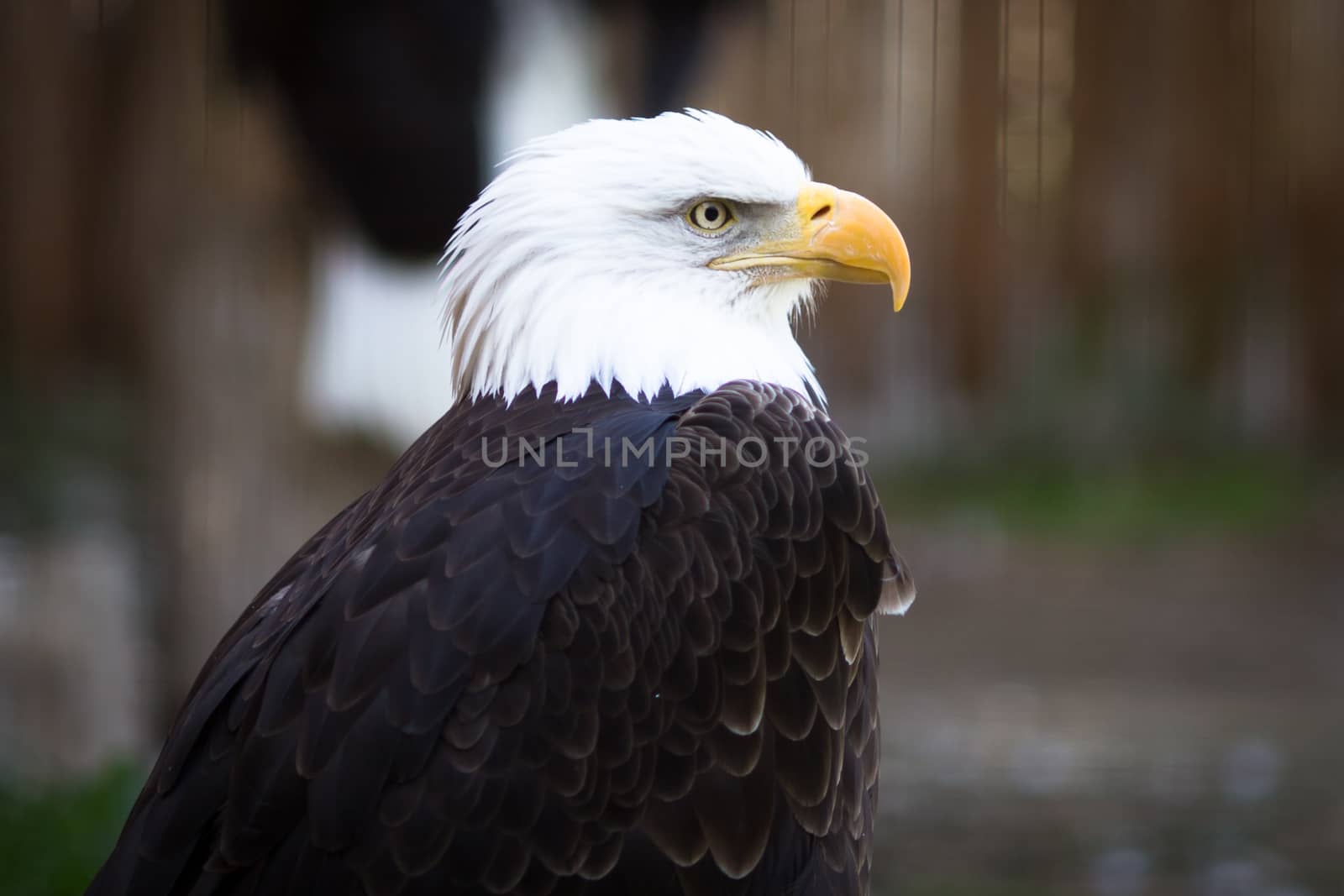 Bald eagle (Haliaeetus leucocephalus), the national emblem of the United States.