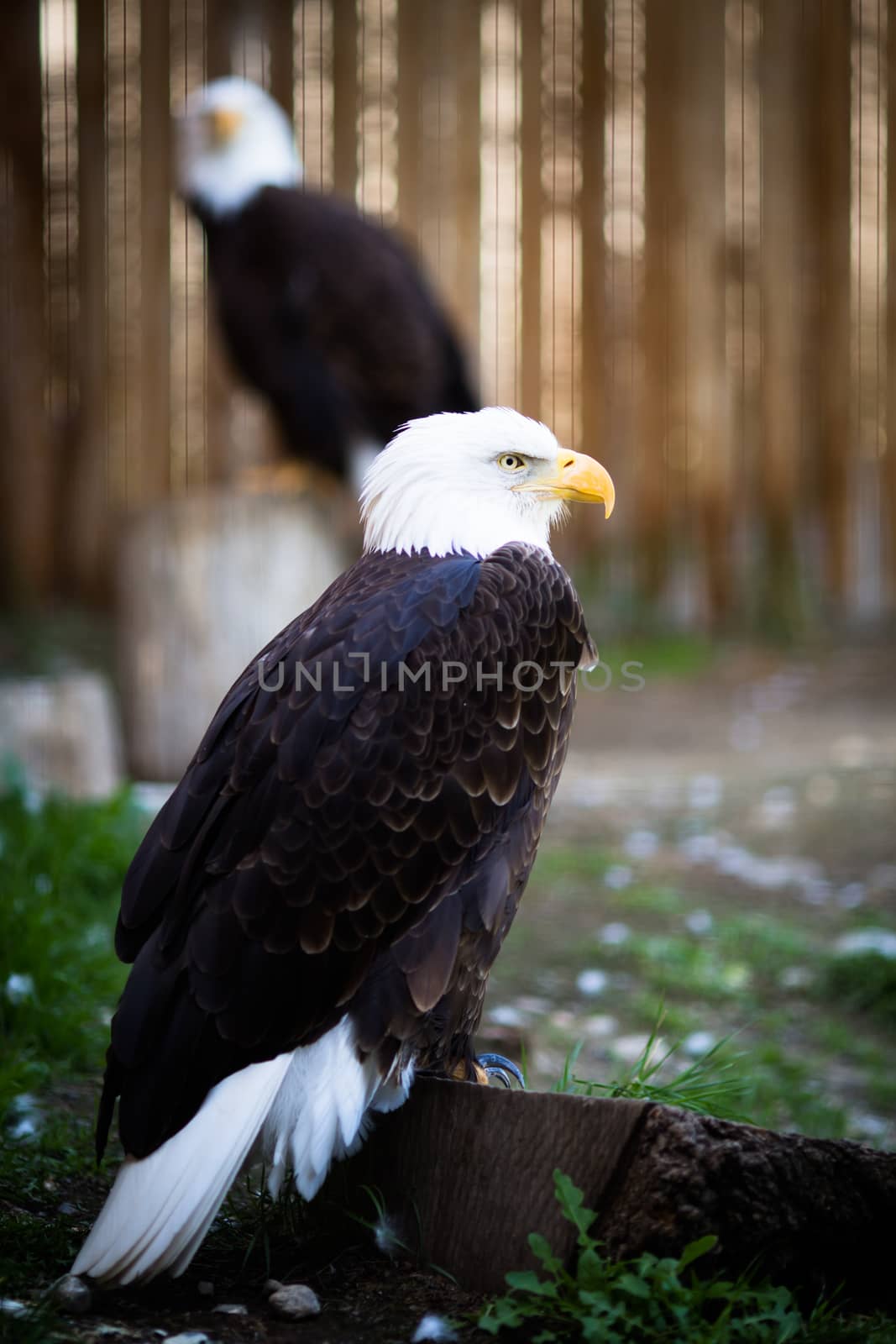 Bald eagle by toliknik