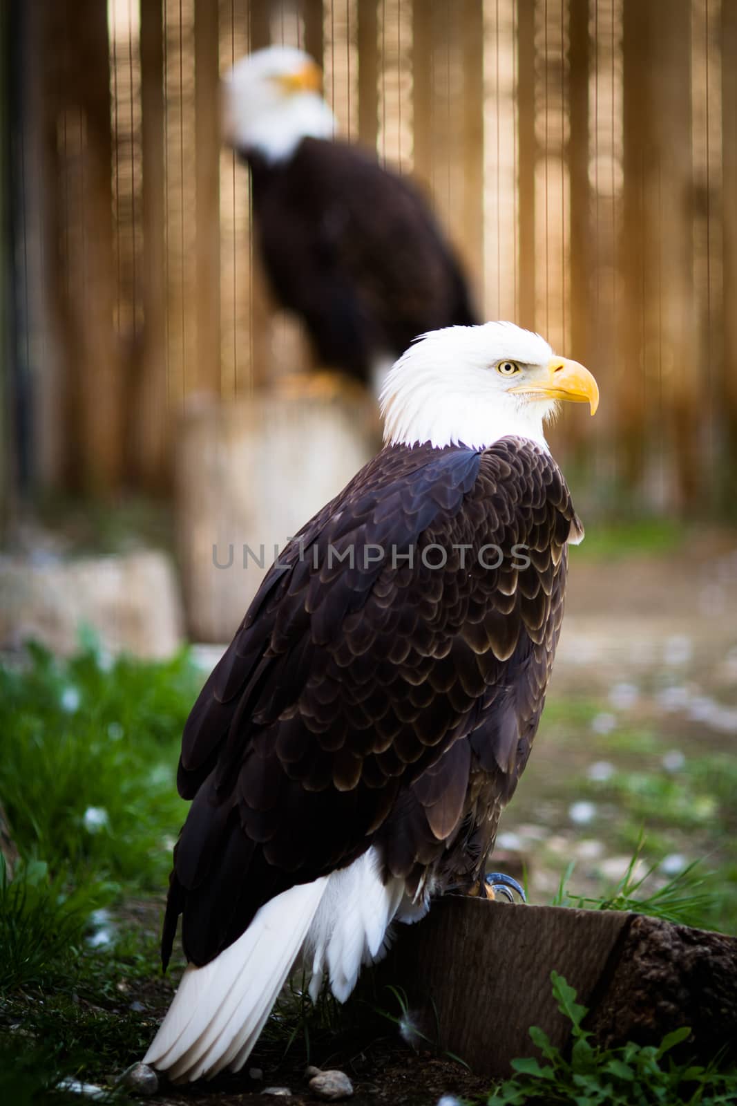 Bald eagle (Haliaeetus leucocephalus), the national emblem of the United States.