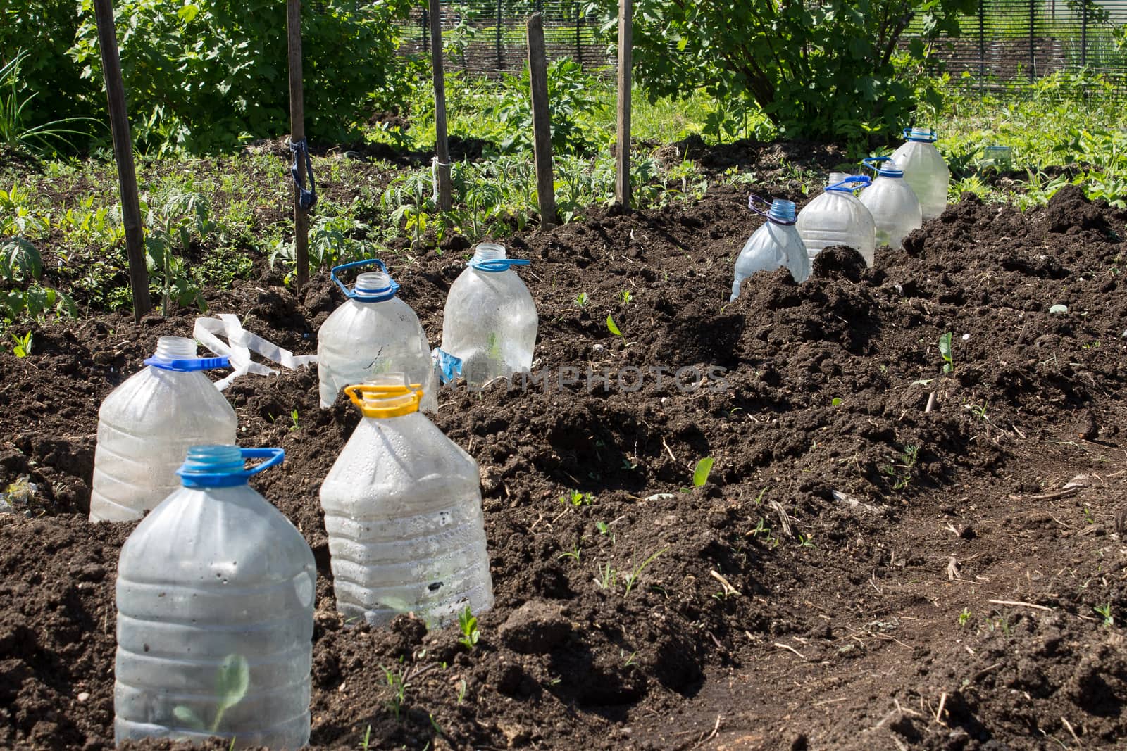 a vegetable garden and a plastic bottle