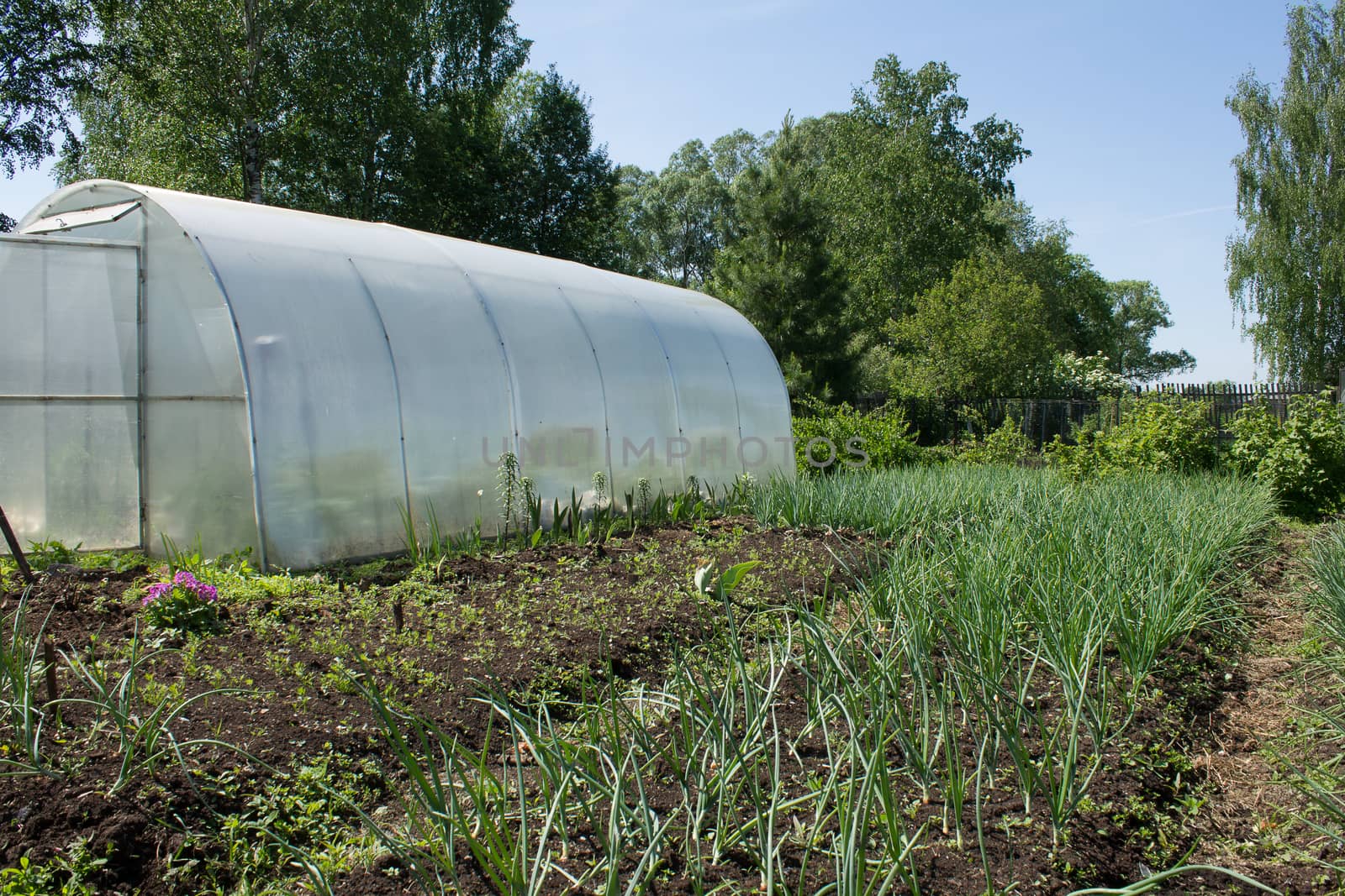 Greenhouse for growing vegetables and flowers