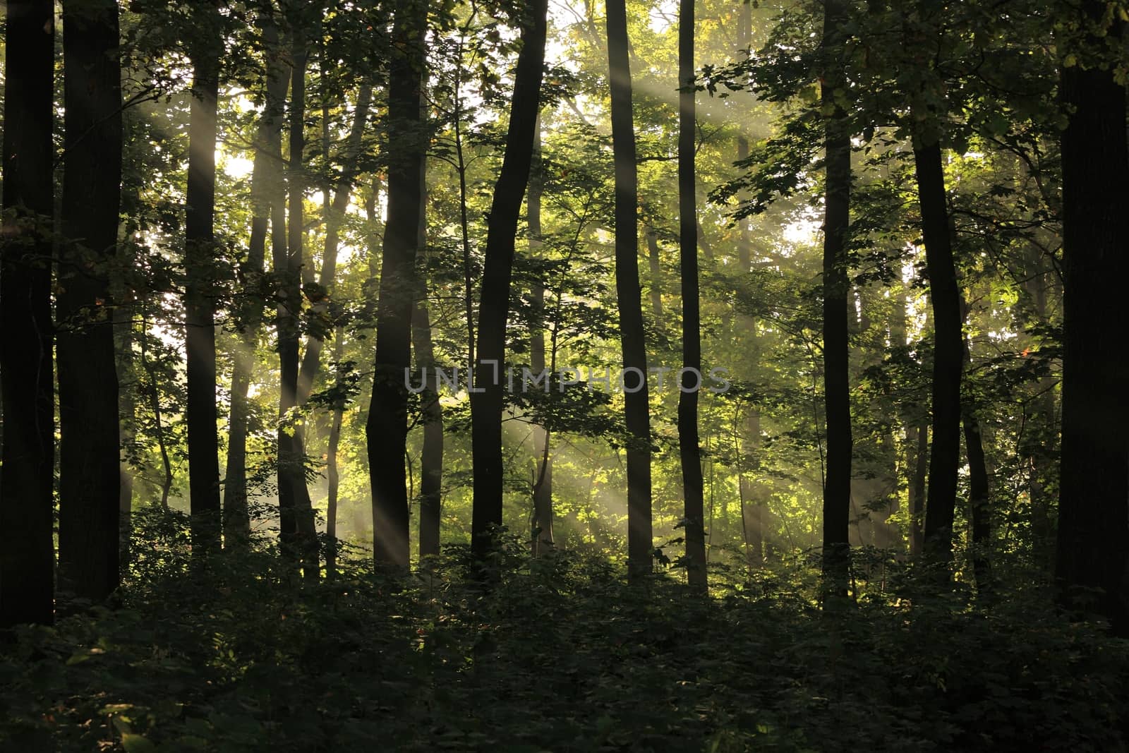 Forest detail with tall pine trees