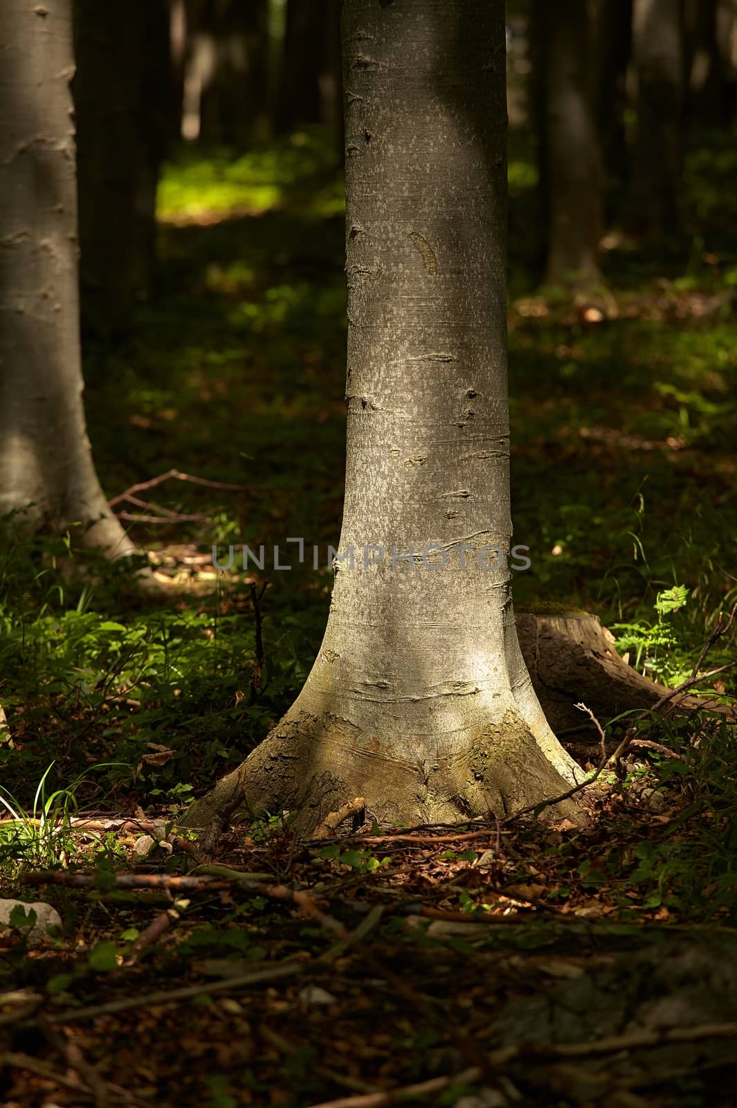 Forest detail with a tree trunk