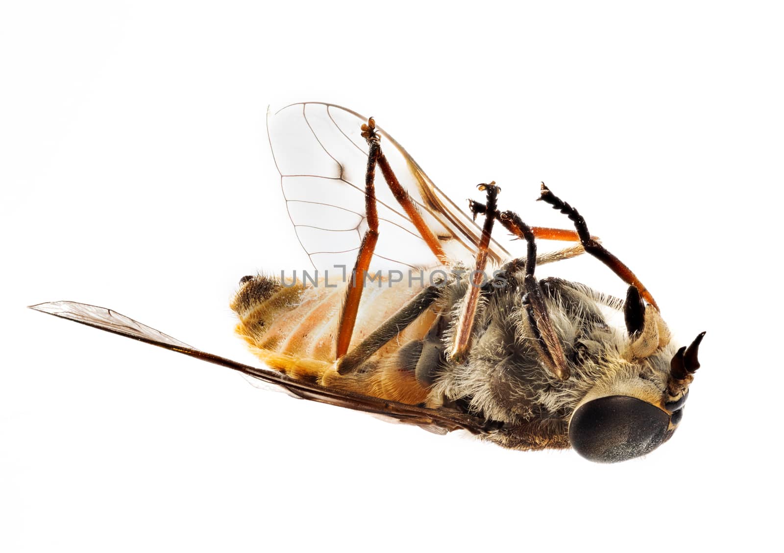 Highly detailed focus stacked macro photo of a fly or small bee lying dead on its back. Use for concepts of dead project or product