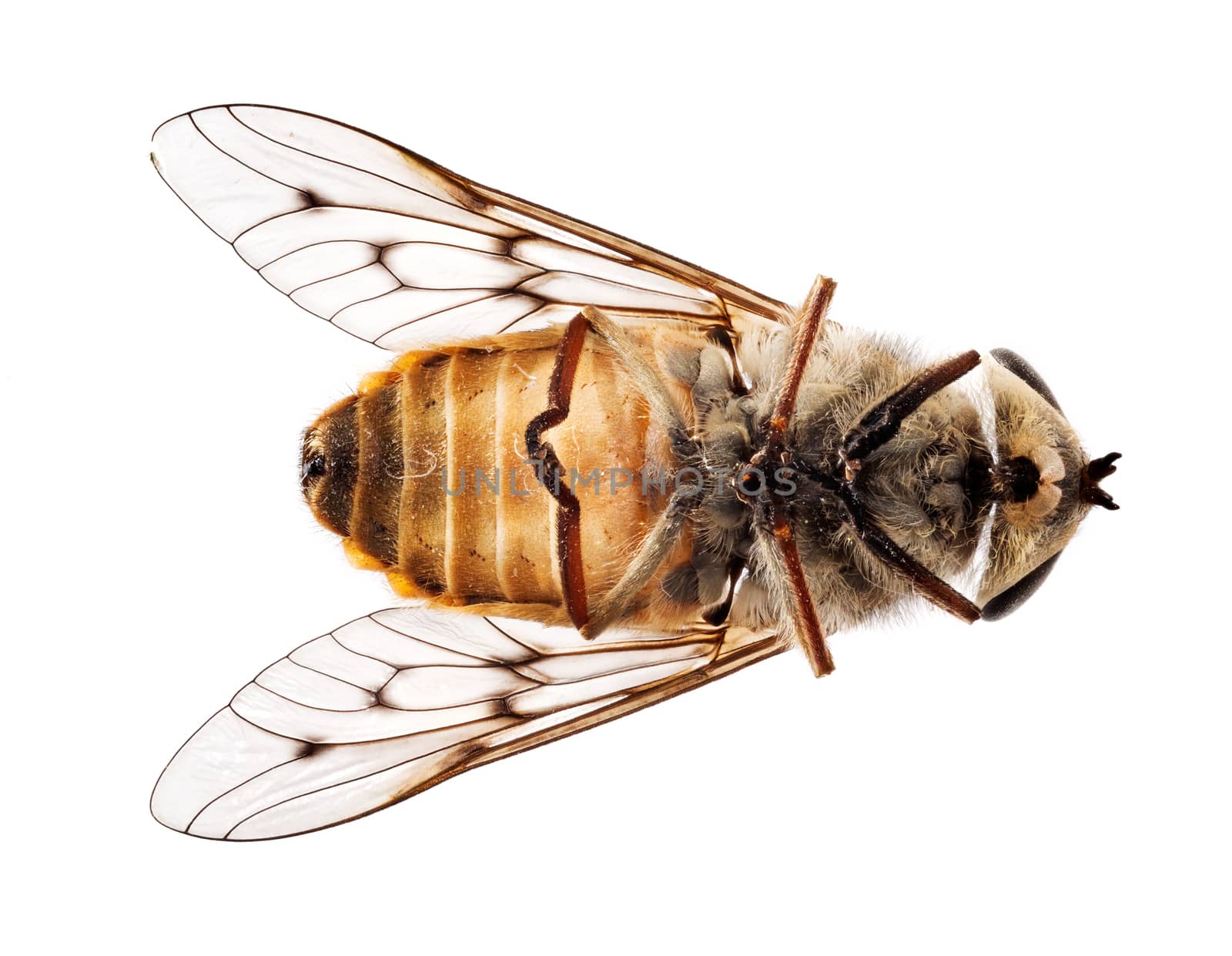 Highly detailed focus stacked macro photo of a fly or small bee lying dead on its back. Use for concepts of dead project or product