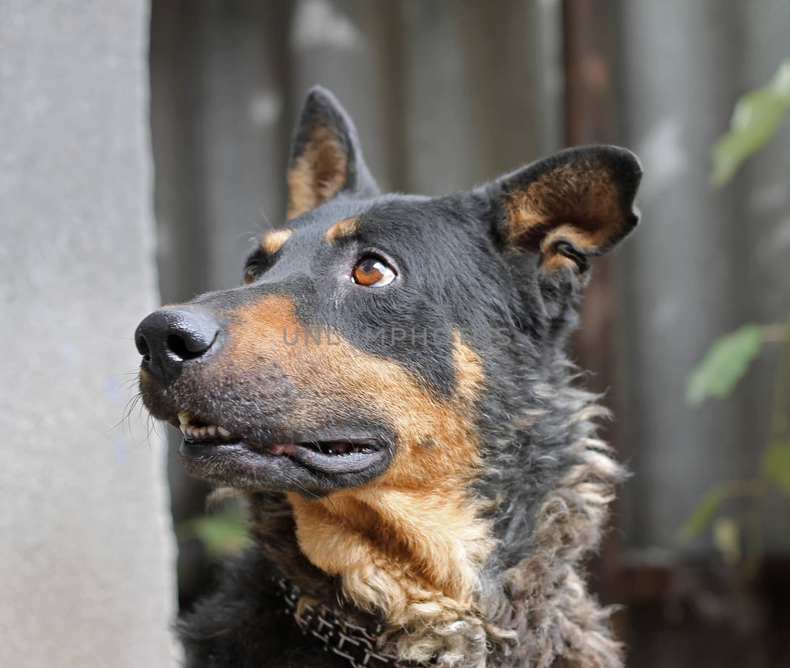 Portrait of mature dog sitting on the backyard