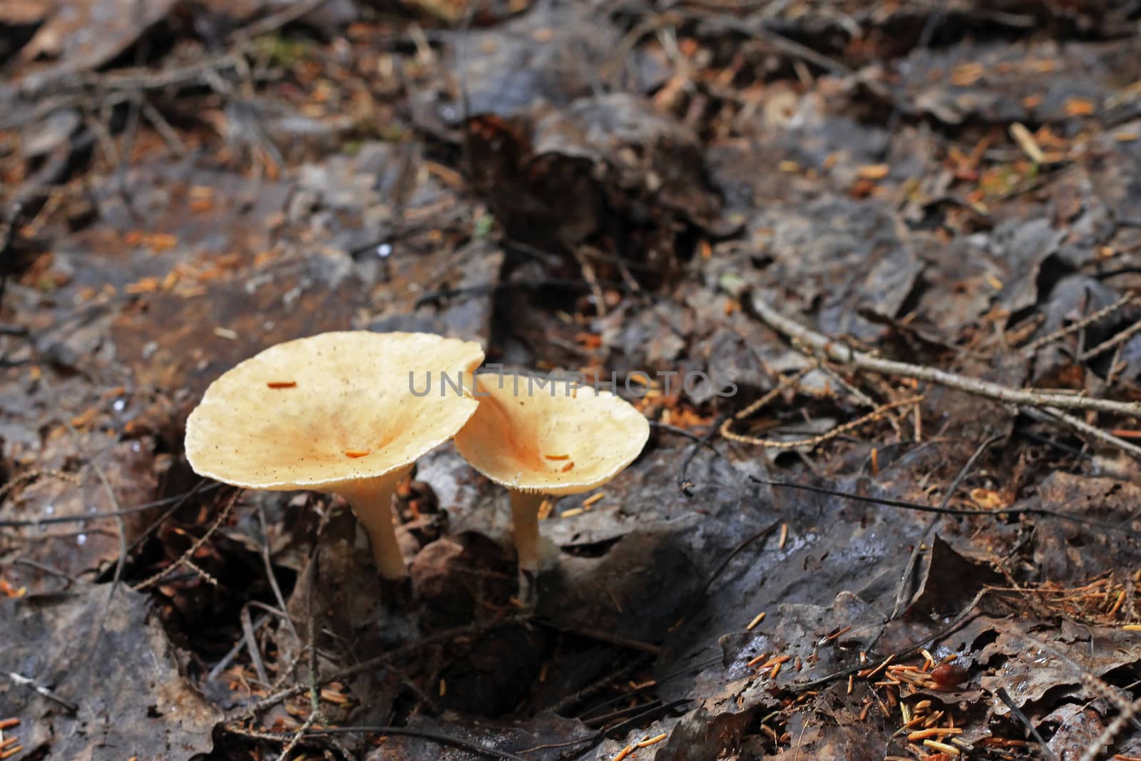 Brown mushrooms growing in the autumn forest