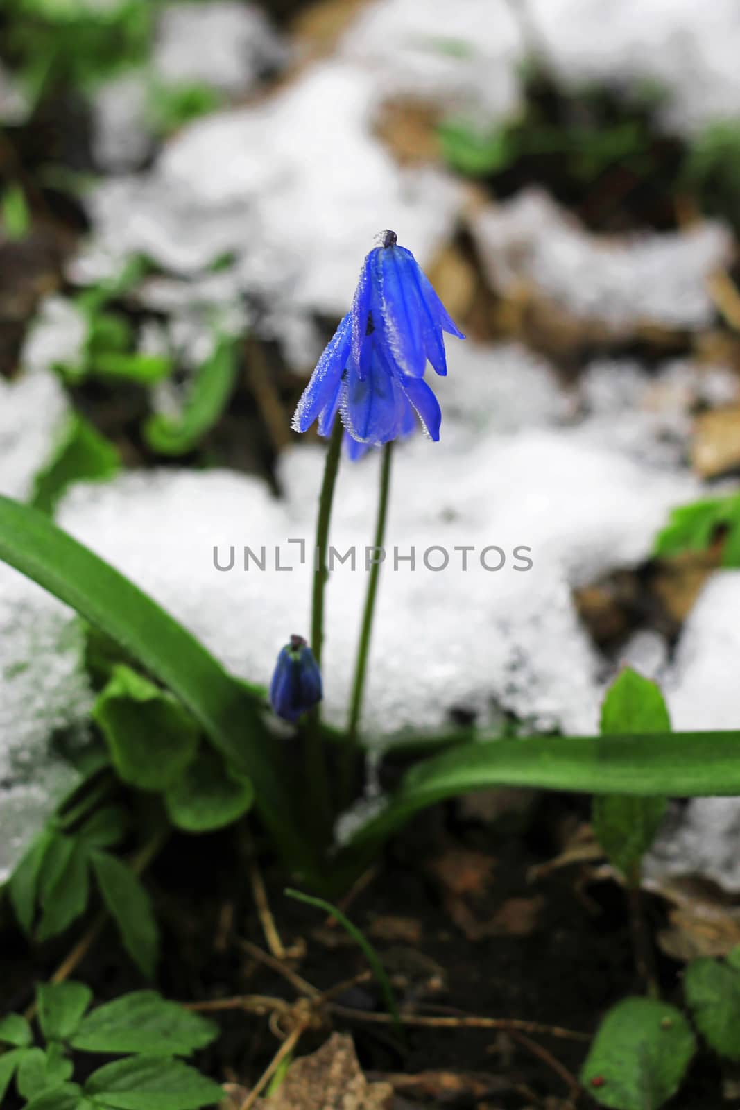 First Spring Flowers growing in the forest