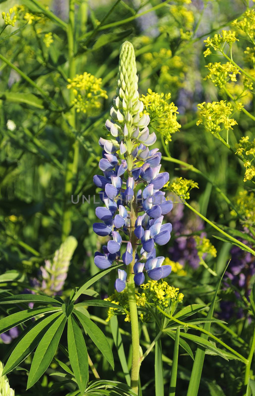 Blossoming wild lupine on the meadow at sunset