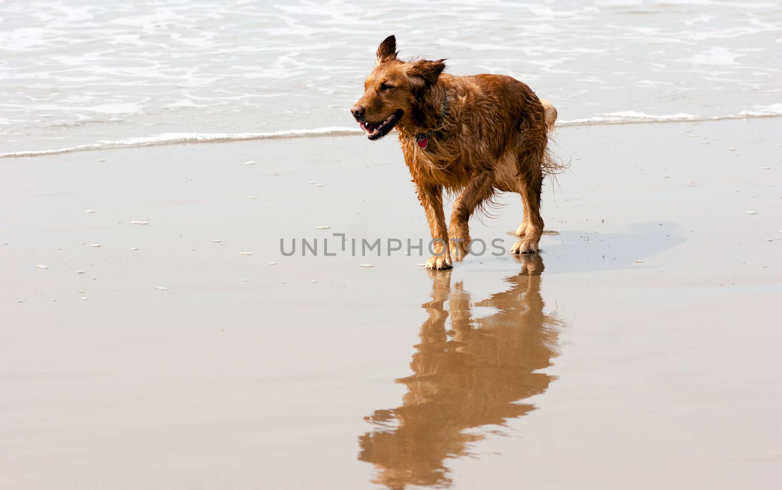 Irish Setter Golden Retriever Dog Running Ocean Surf Sandy Beach by ChrisBoswell