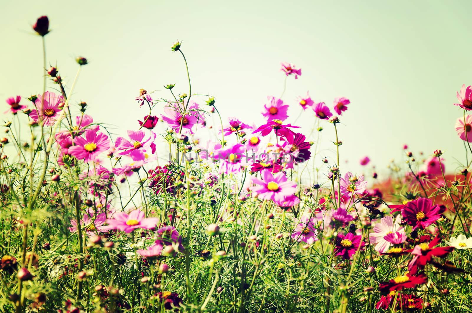 flowers garden by aoo3771