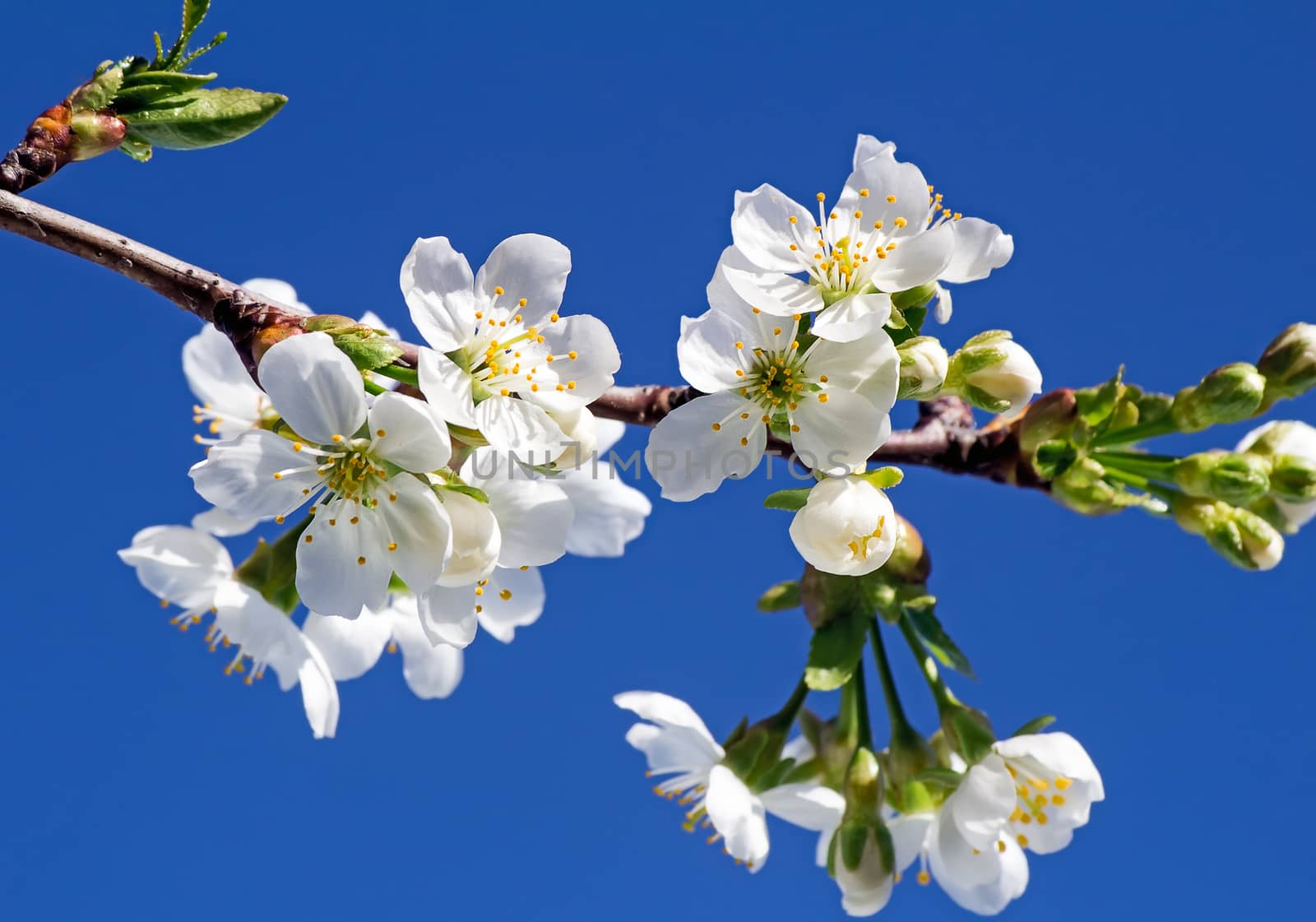 Branch of blossoming cherry against the blue sky. by georgina198