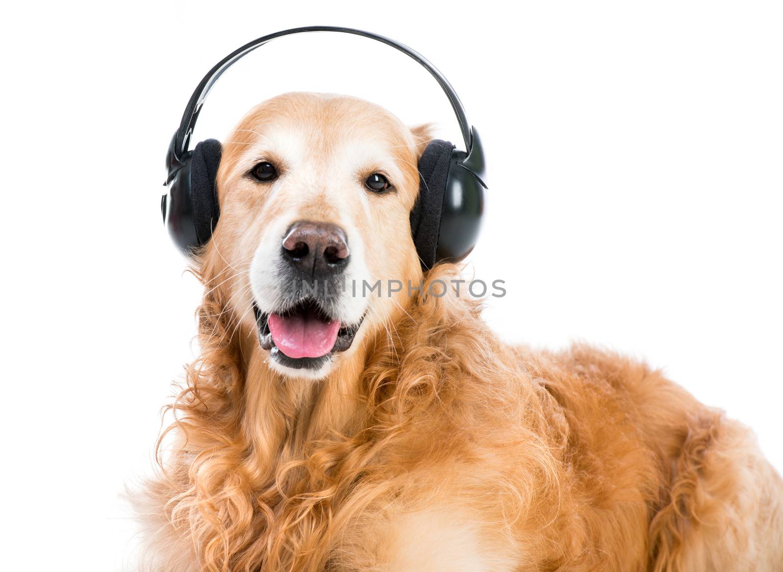 red retriever with headphones looking ito the camera