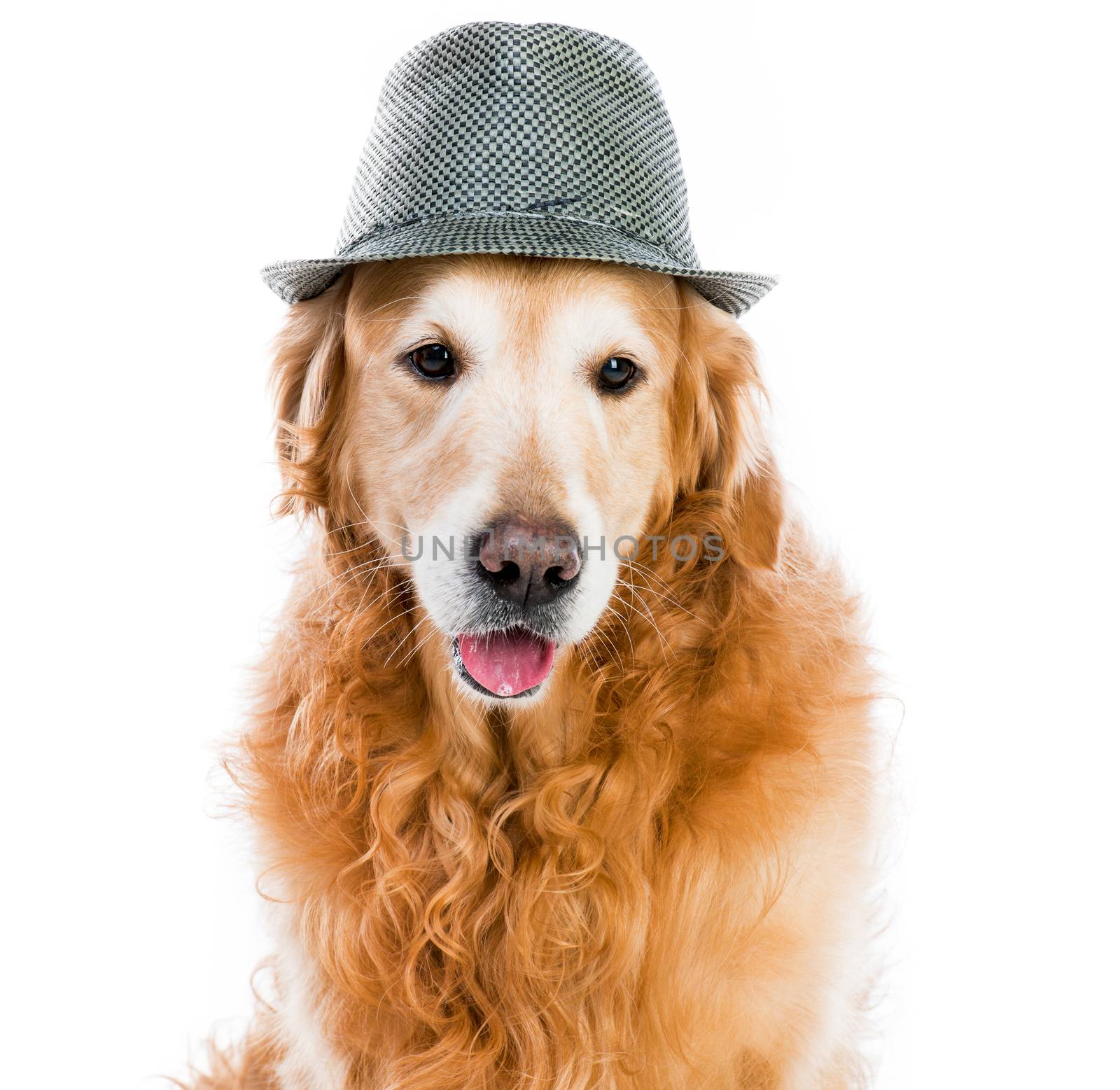 red retriever in a gray hat on white background