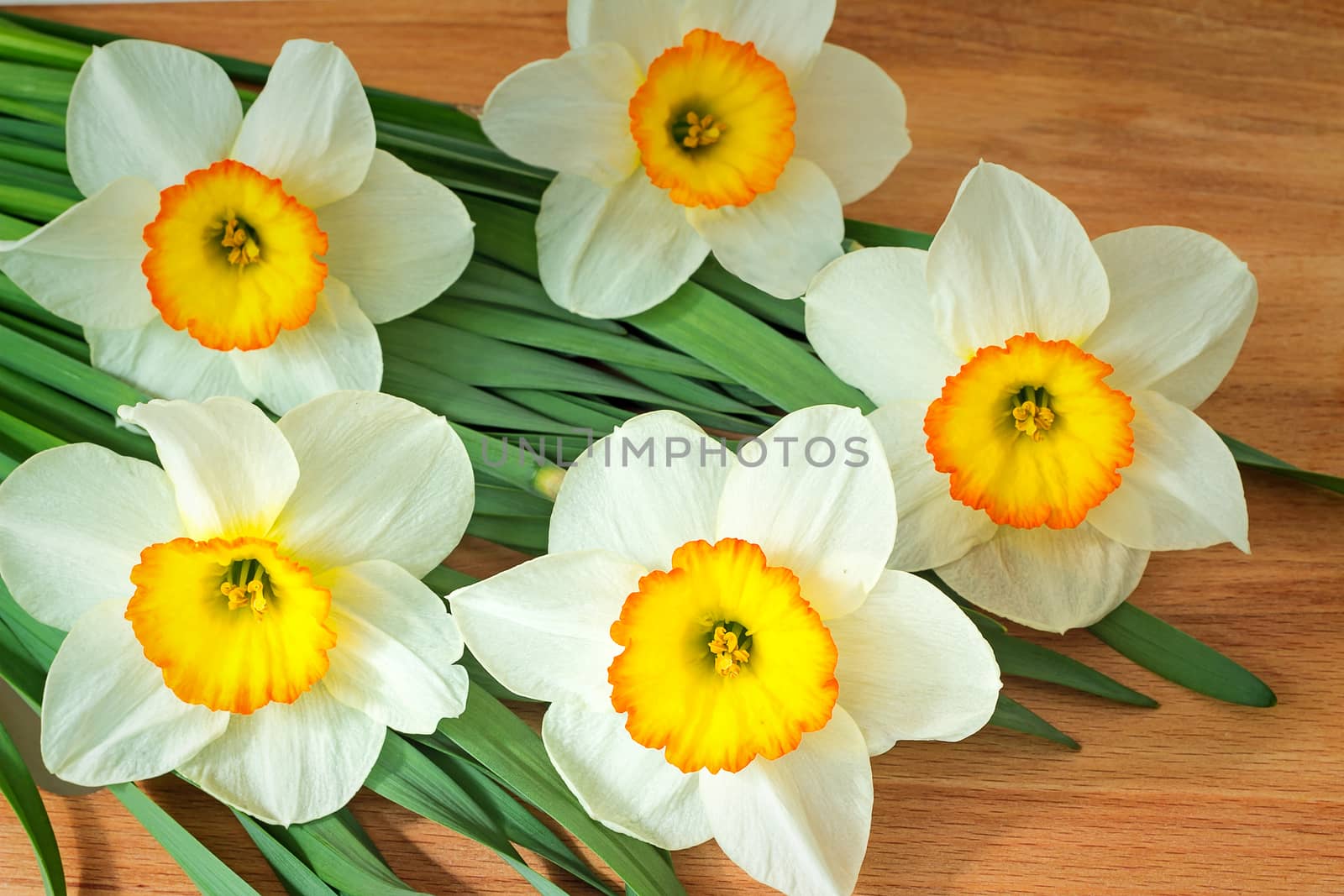 Large blossoming narcissuses on a table. by georgina198