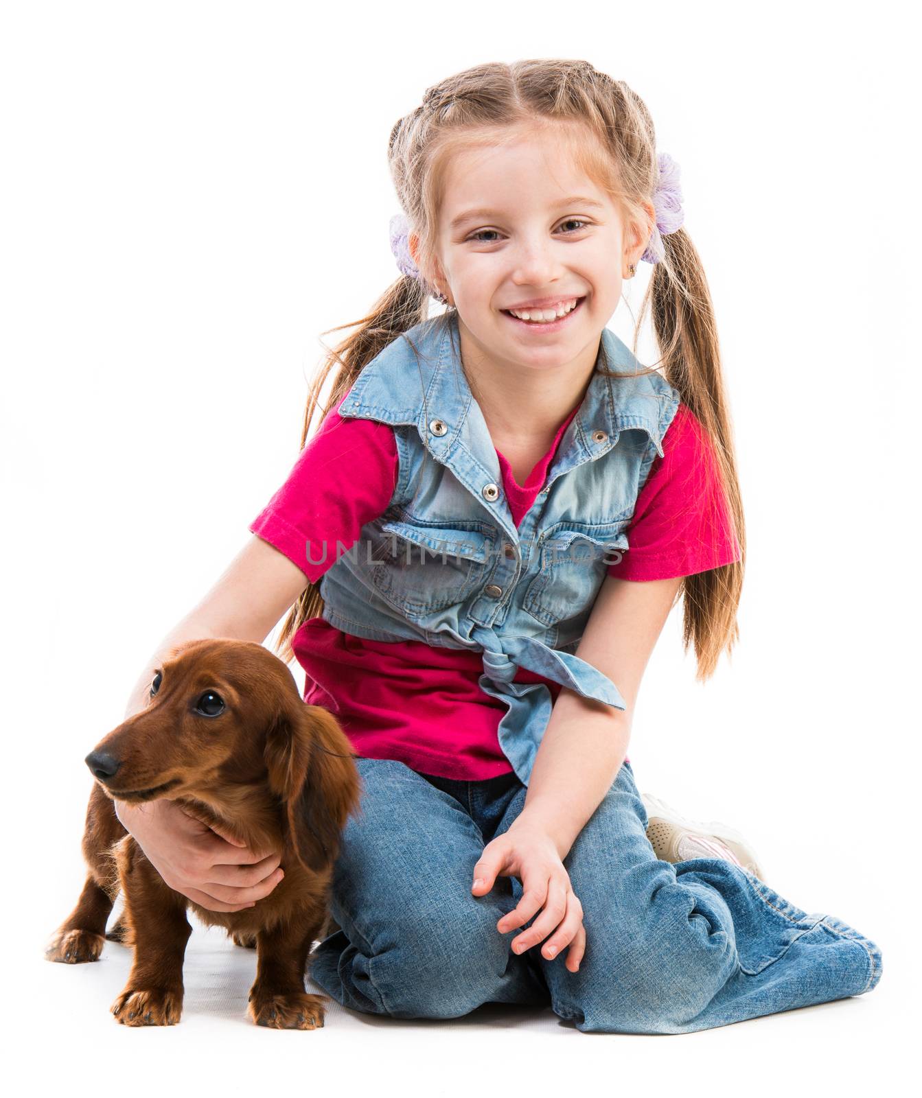 little girl playing with a dog breed dachshund on white background