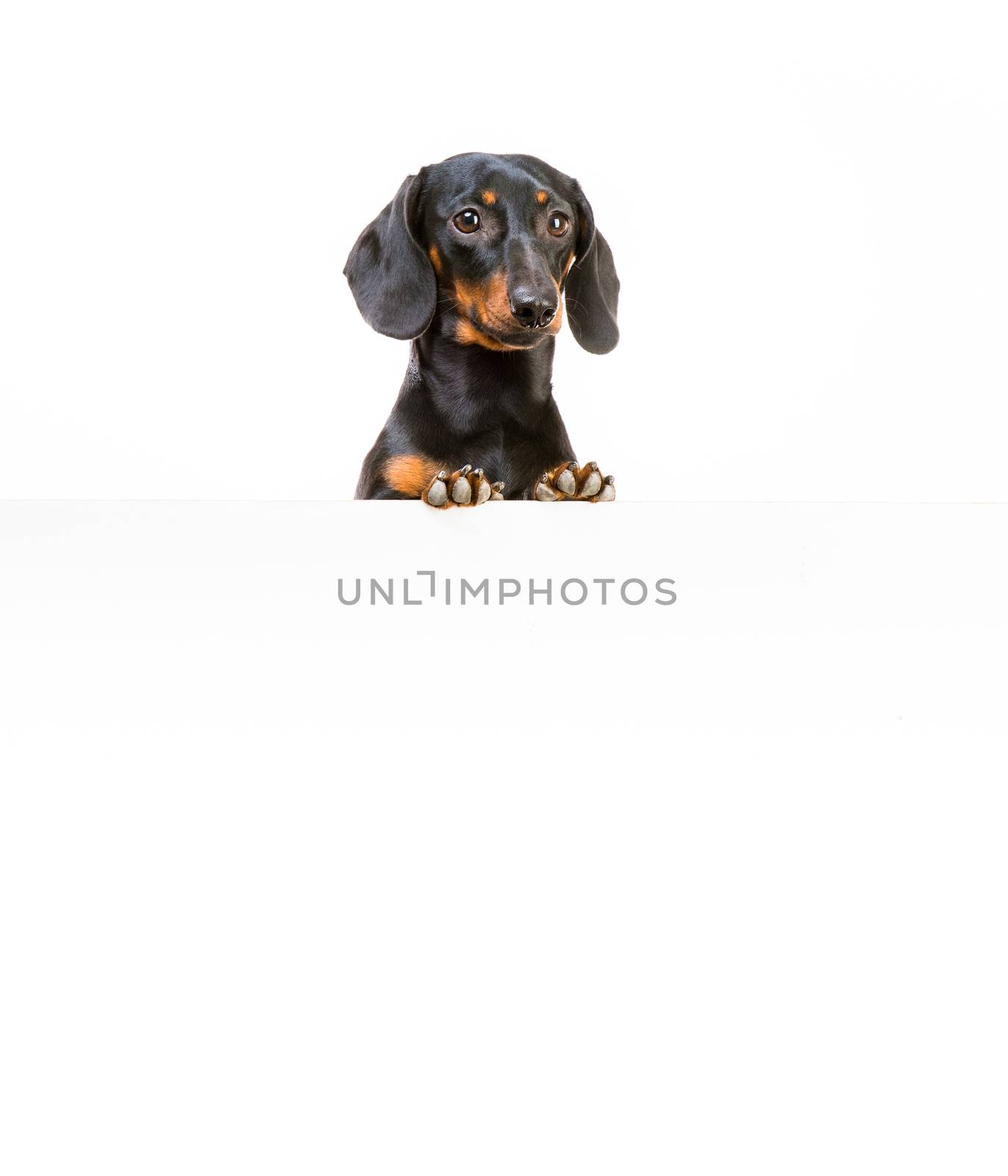 red dog breed dachshund with a whiteboard for your text and logo