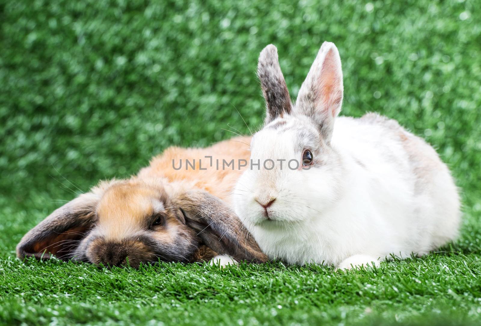 two rabbits on a green lawn