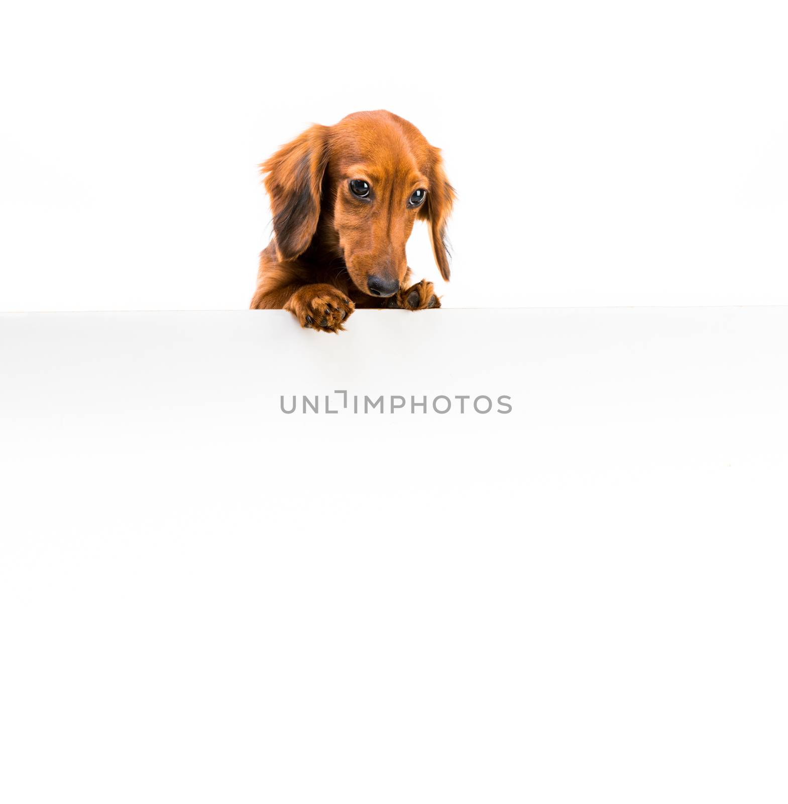 dog breed dachshund with a whiteboard foryour text