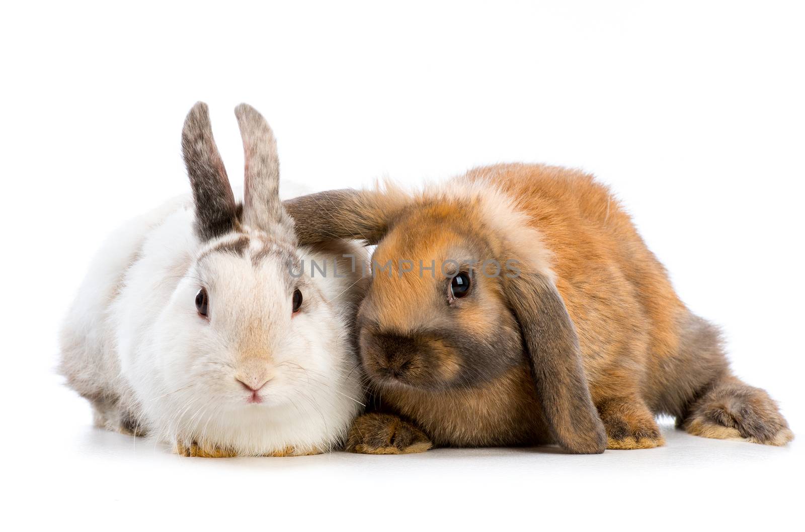 two Easter rabbits isolated on white background