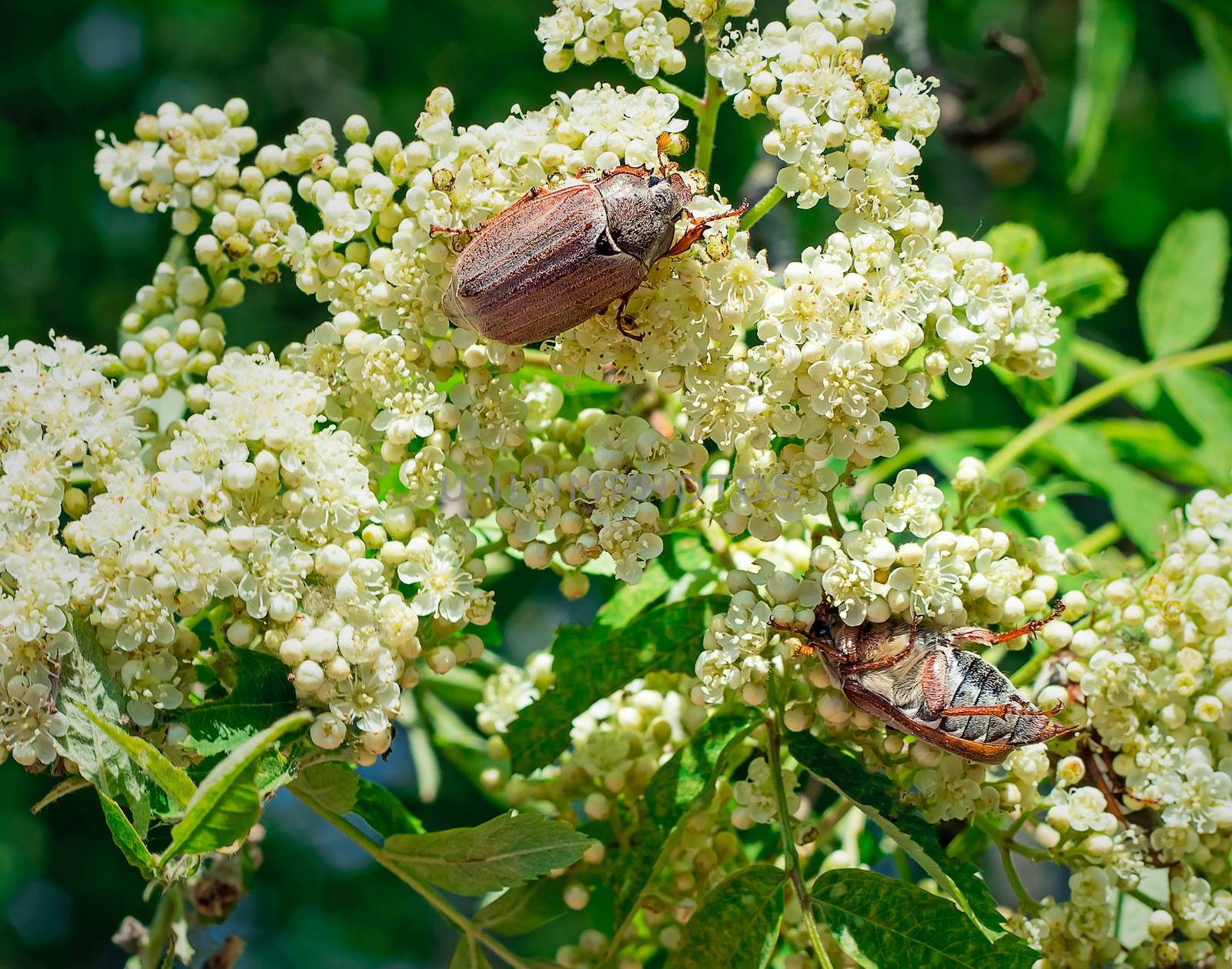 
Two may-bugs eat flowers of a mountain ash.