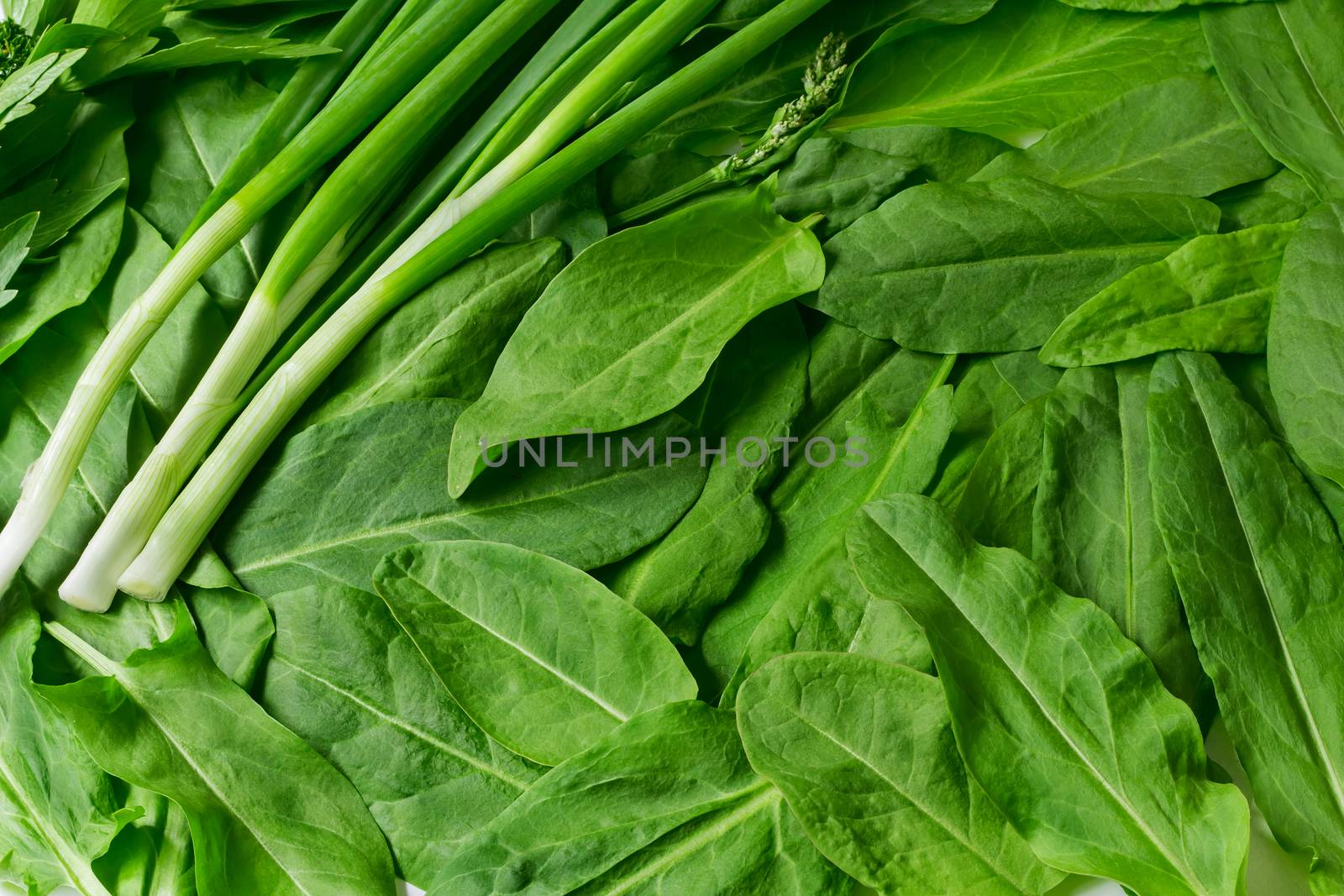 Leaves of parsley, green onions and ����������. Are presented on a white background.