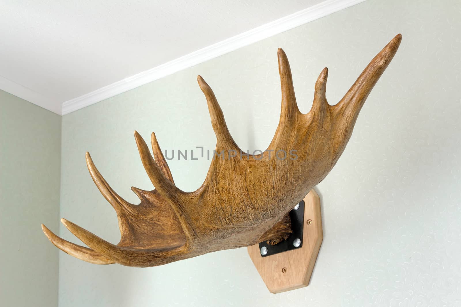 The big horn of an elk strengthened on a wall as a detail of an interior.