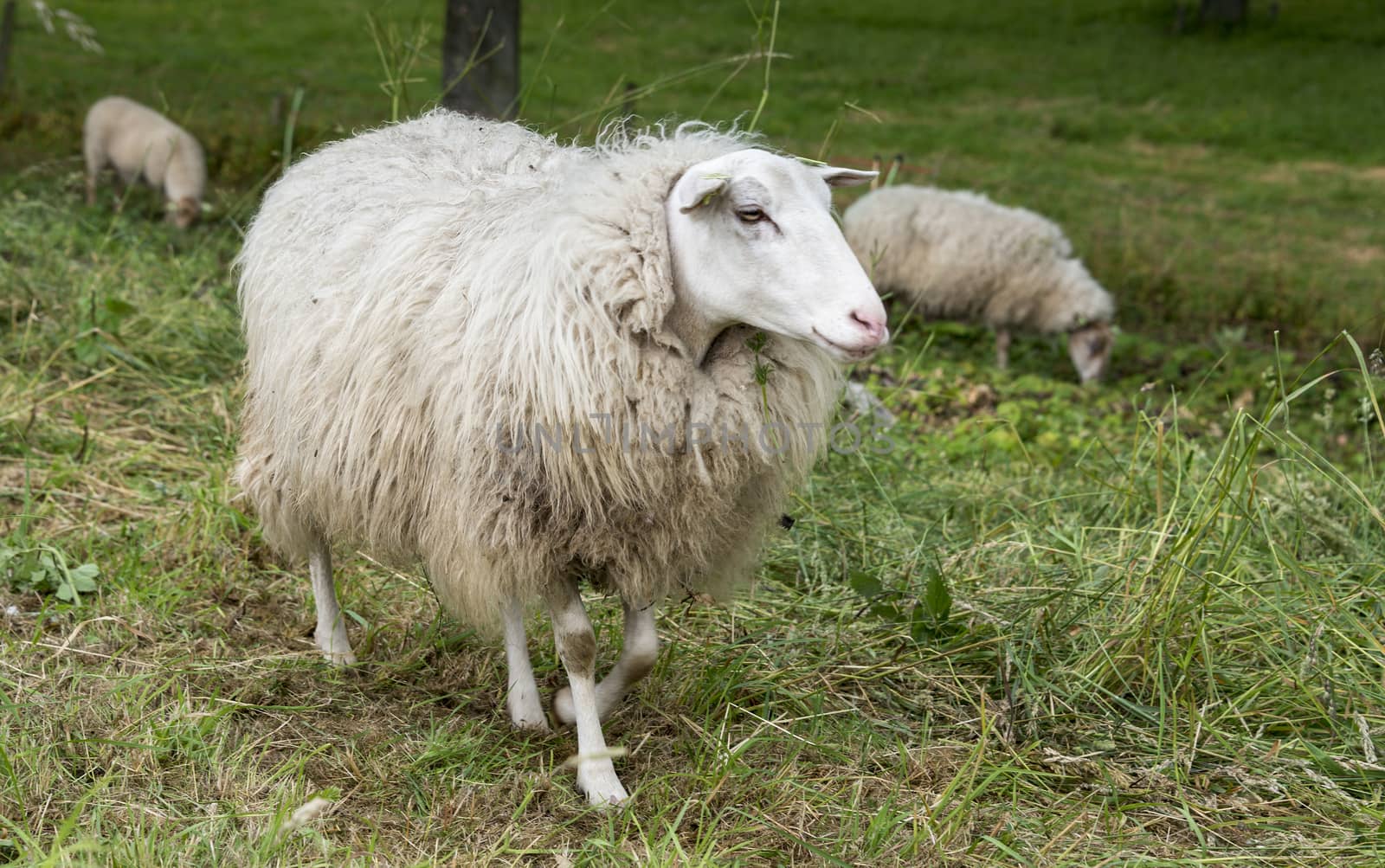 sheep on green grass by compuinfoto