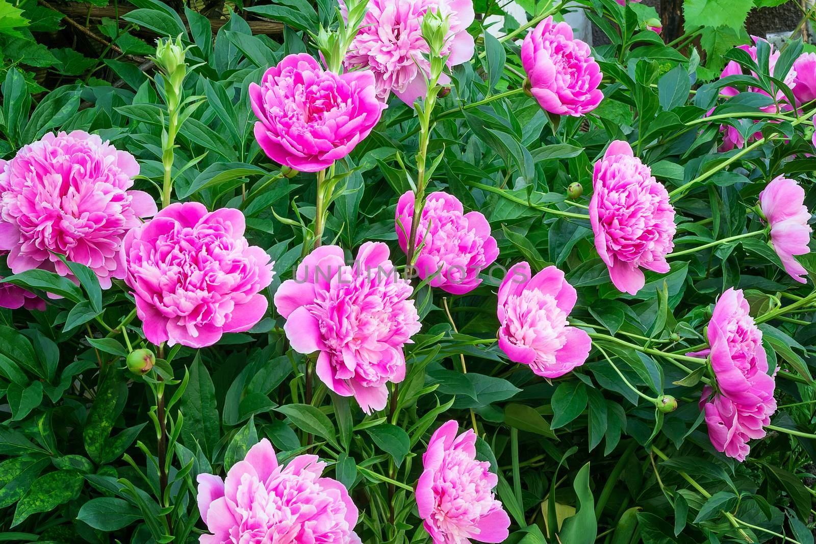 The beautiful pink large peony blossoming in a garden, is photographed by a close up.