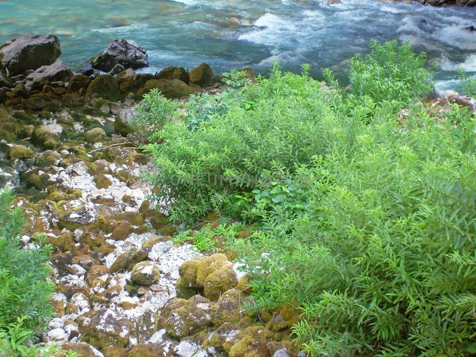
The fast mountain river, the river bank with beautiful plants in the mountains of Abkhazia