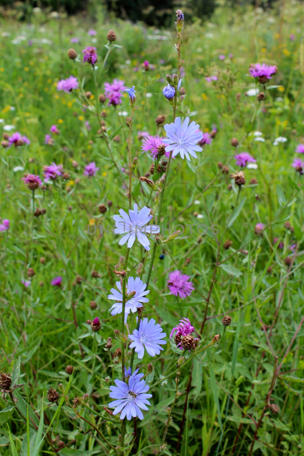 beautiful light blue flowers of Cichorium in the field