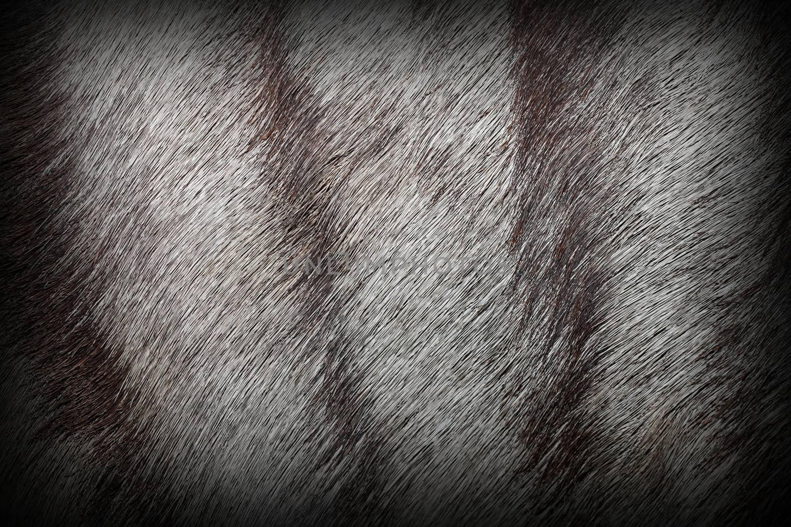 african antelope fur, real texture with vignette